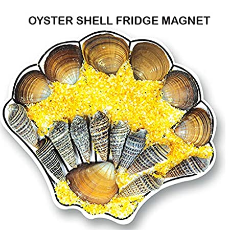 SHELL FRIDGE MAGNETS