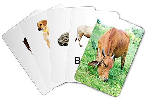 ZiGYASAW Wild Animals Flash Cards for Kids Early Learning I 20 Real Image Flash Cards for Babies 3 Months to 6 Years I Easy & Fun Way of Learning | Brain Development Study Material For Preschoolers