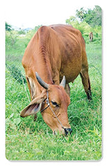 ZiGYASAW Flash Cards for Kids Early Learning (Fruits Vegetables & Wild Animals Flash Cards)